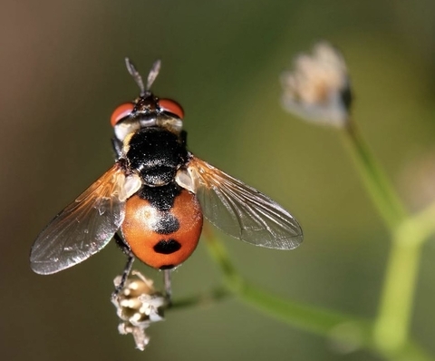 sfondi Close-up, invertebrate