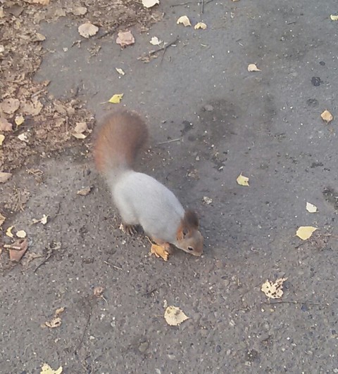 In the park