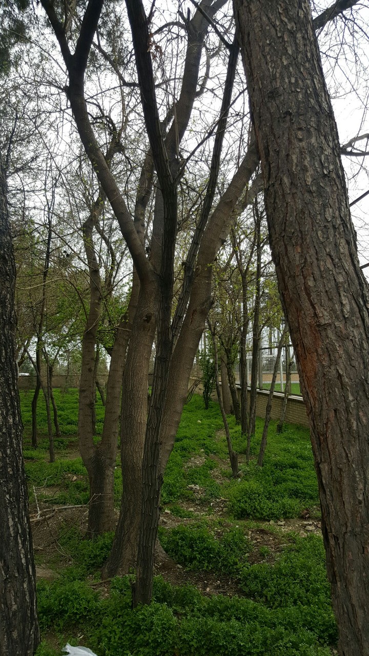 green.