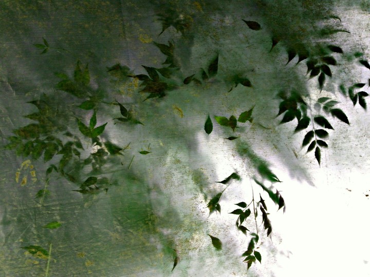 leaves over a shade