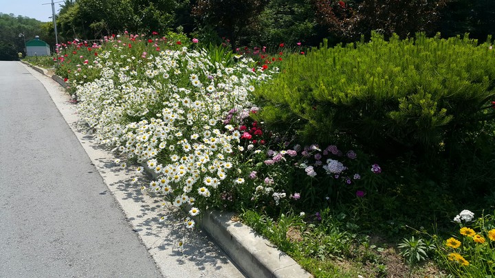 sun day and flowers