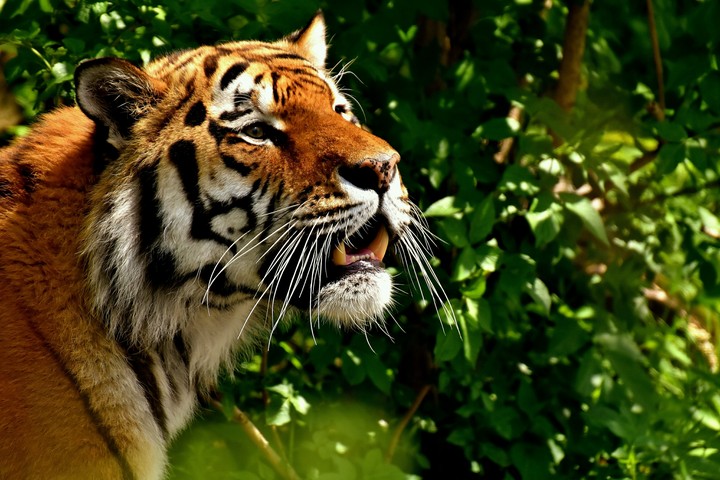 tiger