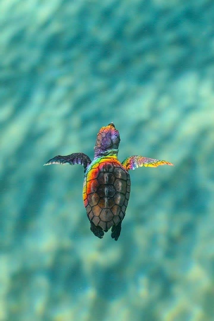 tortuga