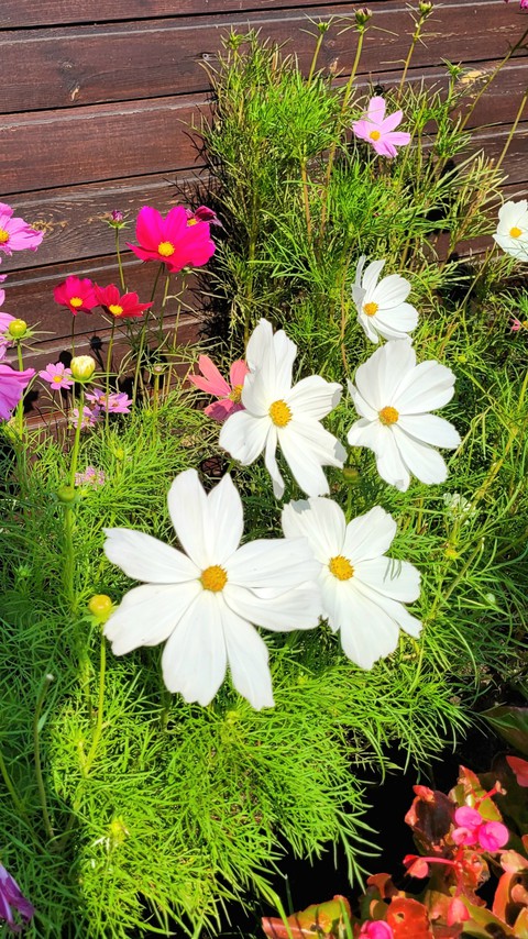 botany, plant háttérképek
