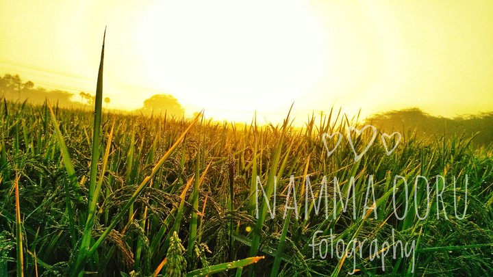 nature sunrise