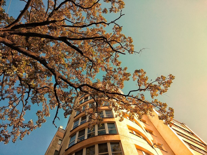 golden tree