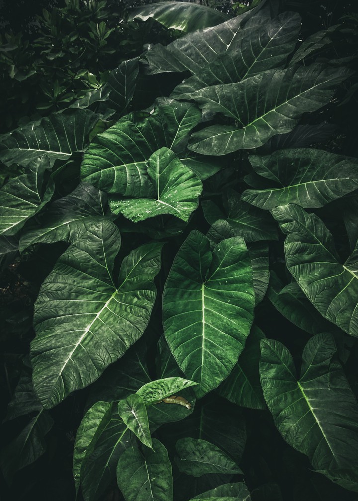 rain forest