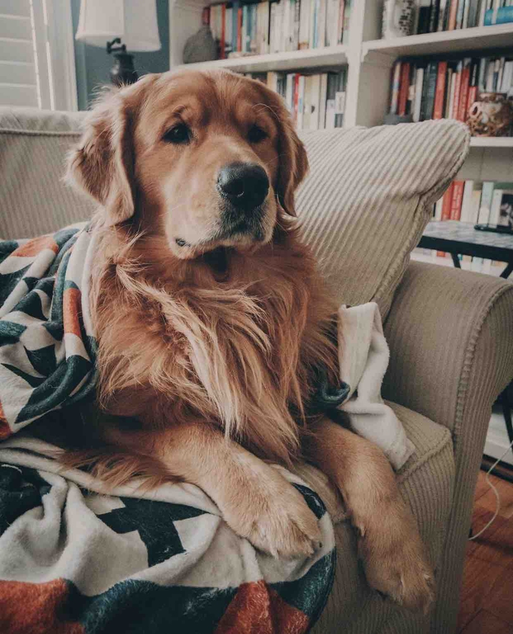golden retriever