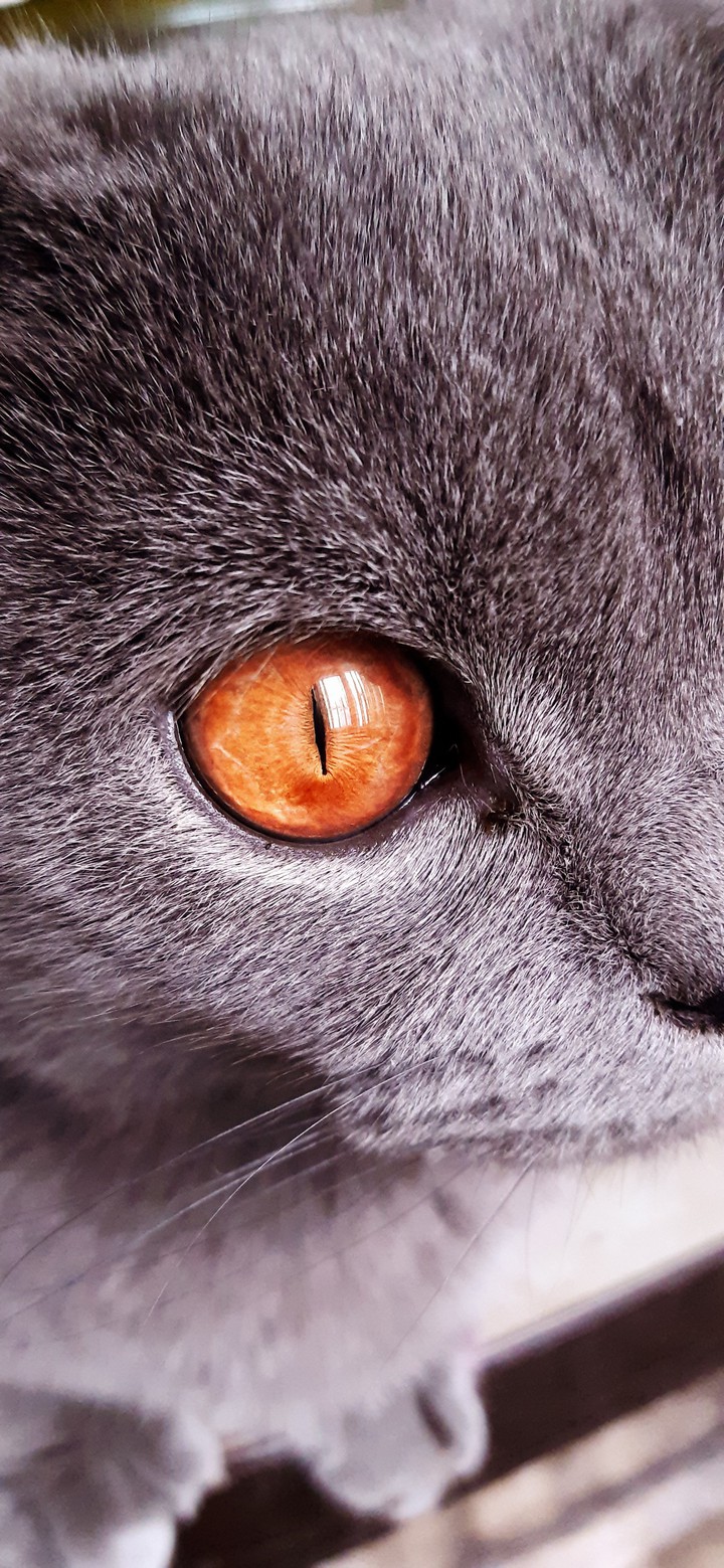 cat eye eyes orange