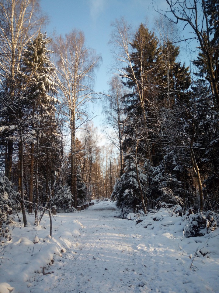 зимний лес