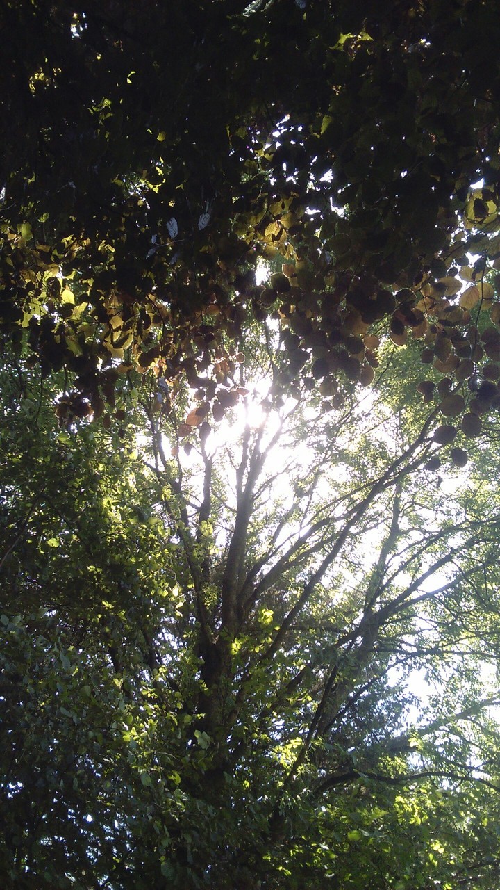 Coincé dans les arbres
