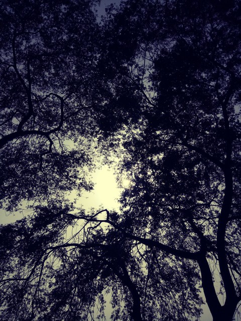 tree shadow