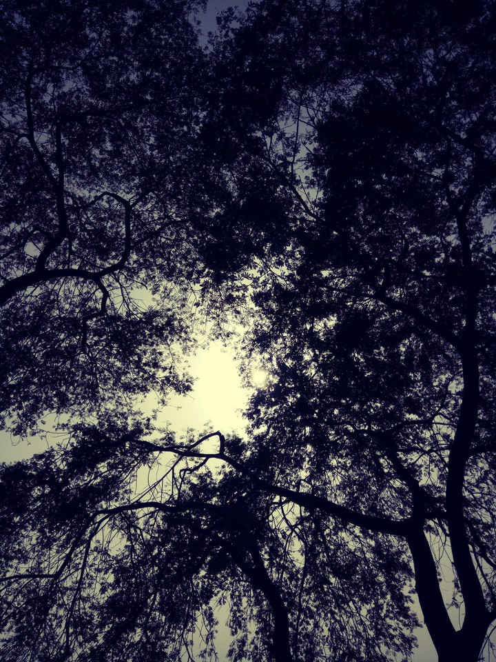 tree shadow