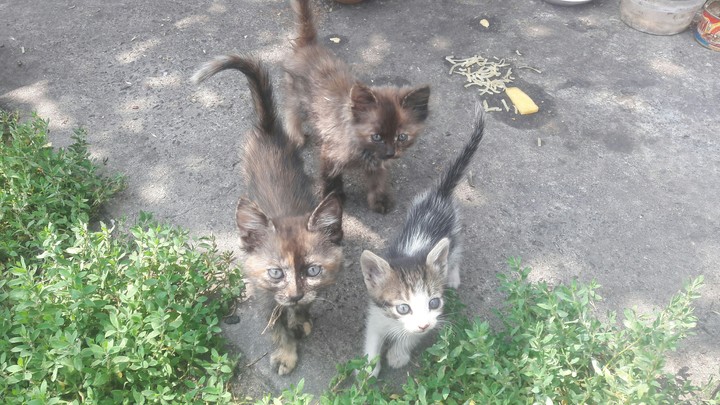 Three little cat