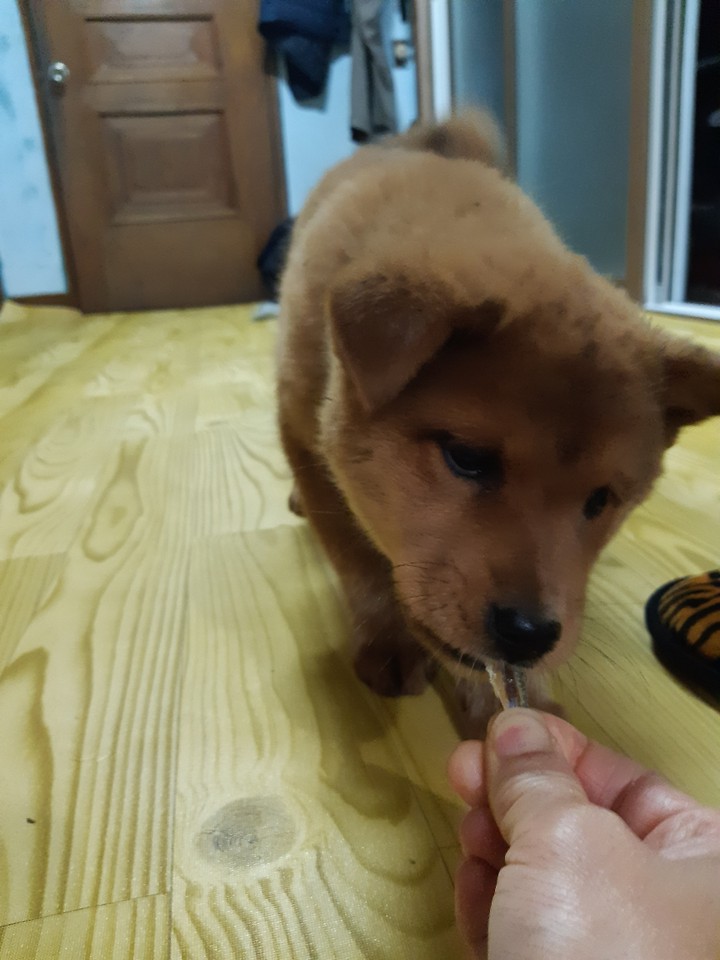 멸치