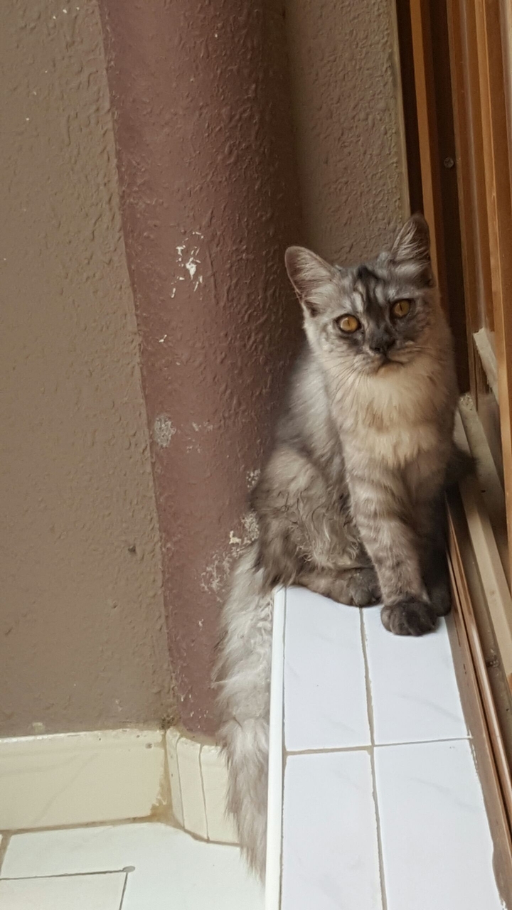 pretty cat