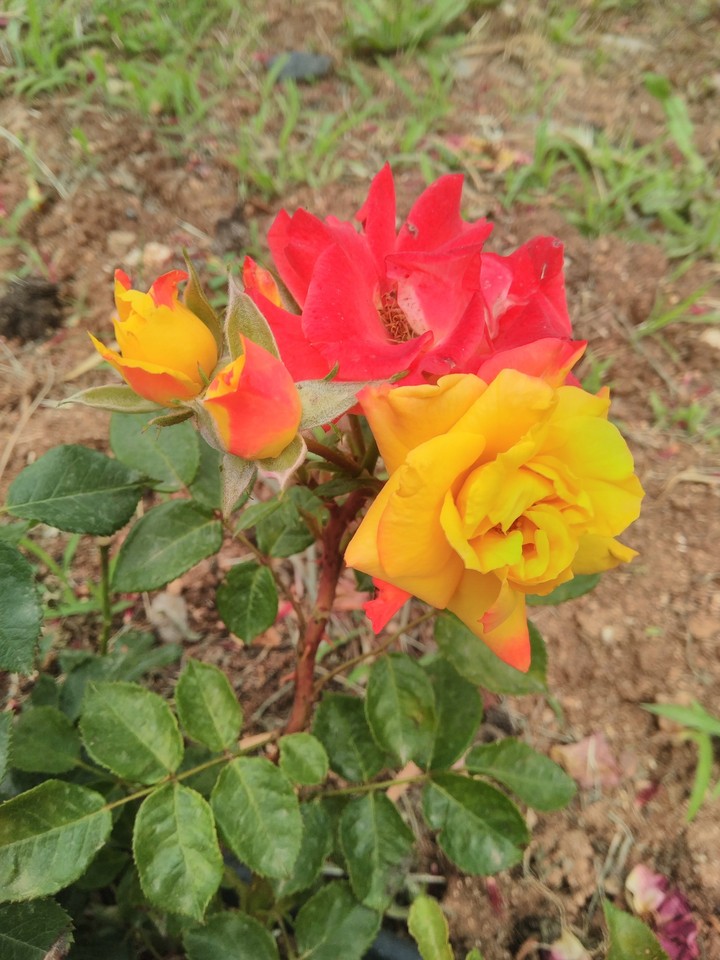 Red-Yellow Rose