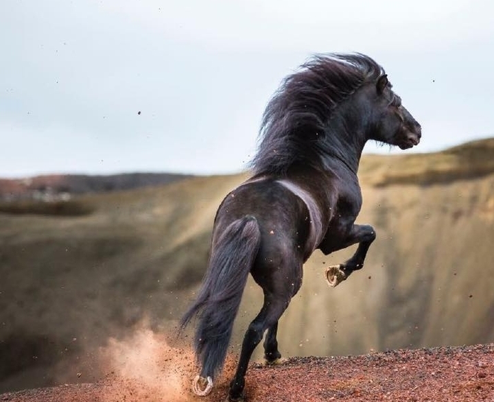 HORSE