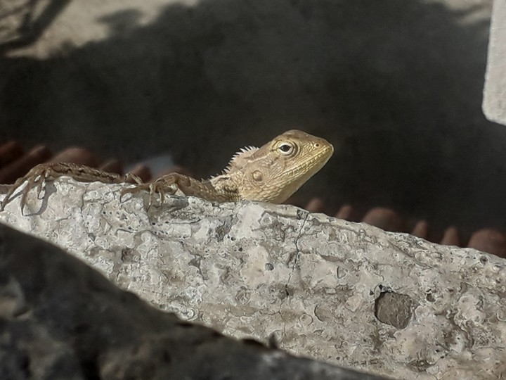 Garden lizard or Bloodsucker