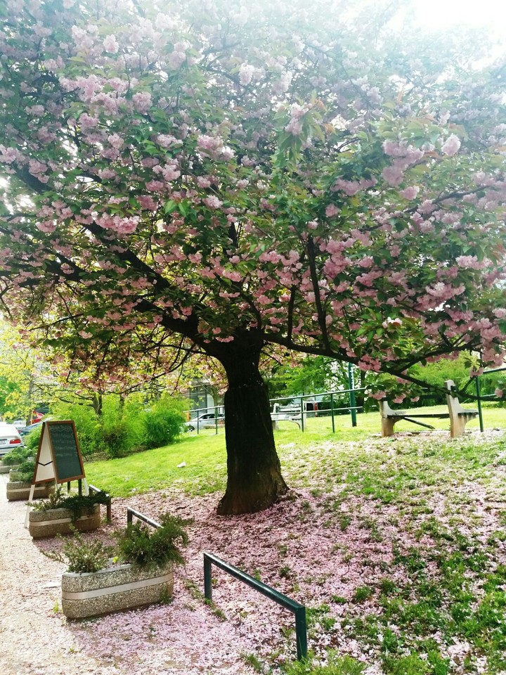 tree