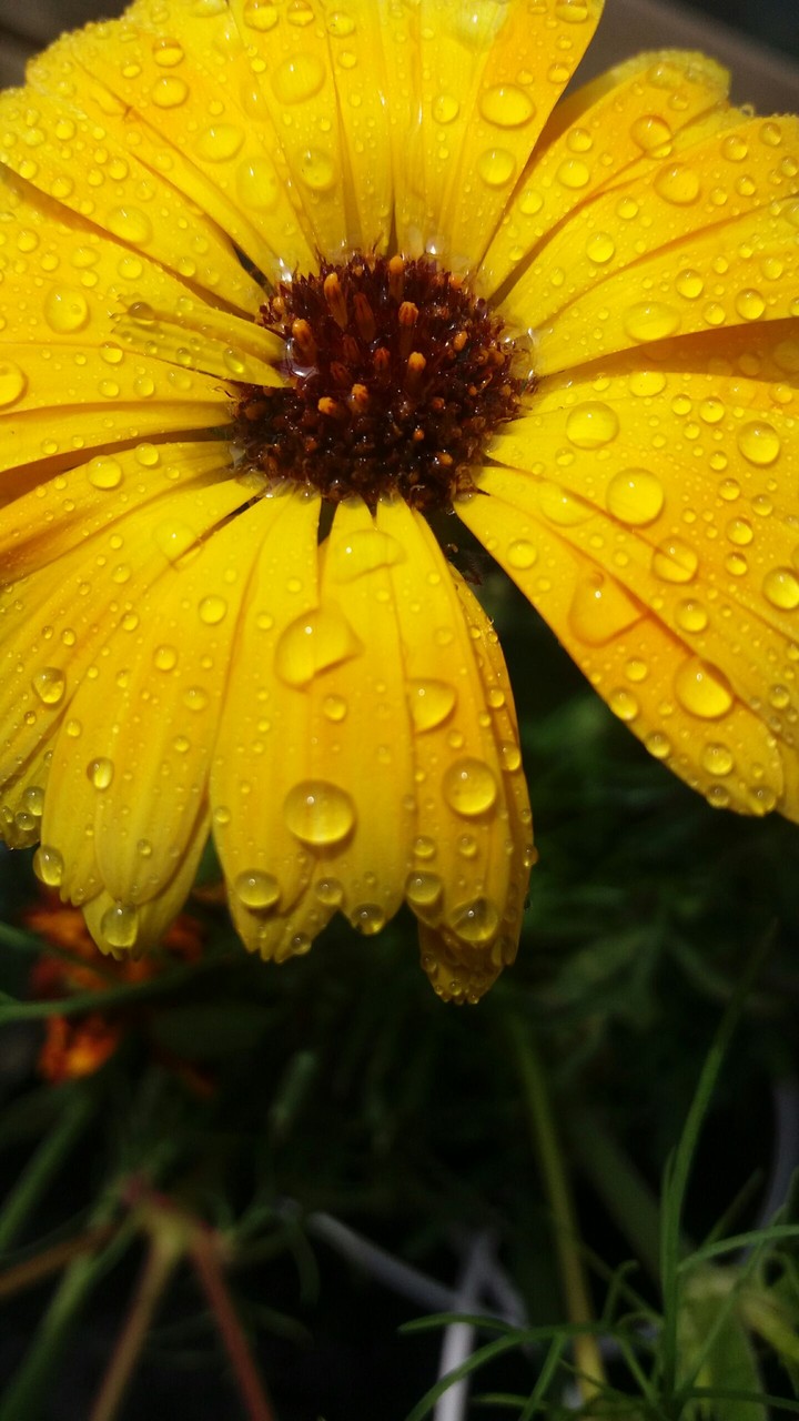 yellow flower
