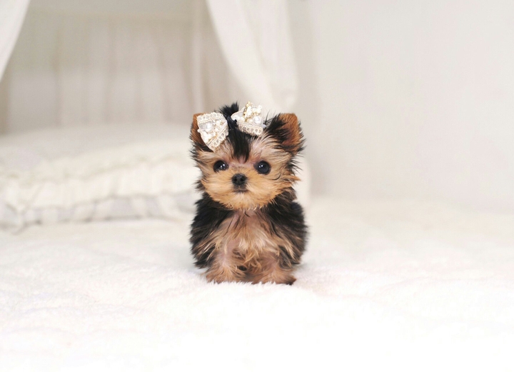 Mini Dog