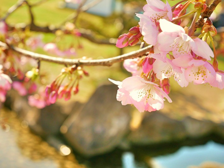cherryblossom