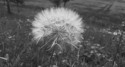 Pusteblume