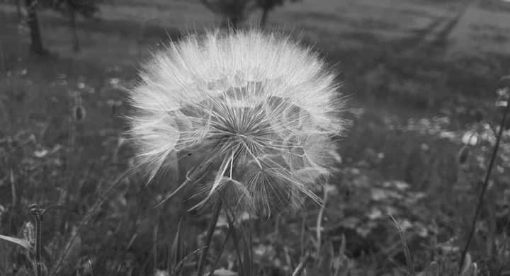 Pusteblume