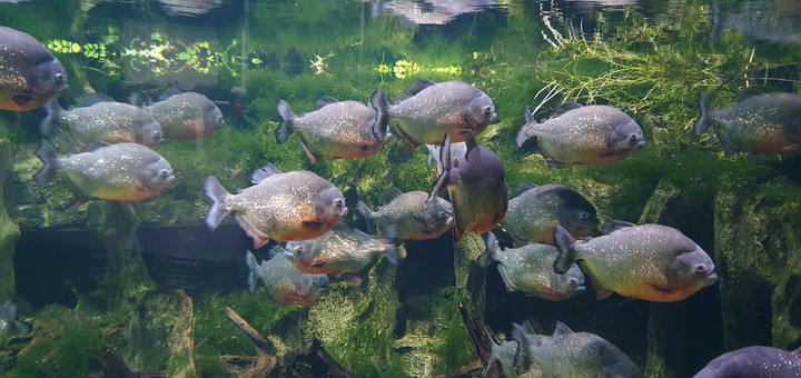 piranhas
