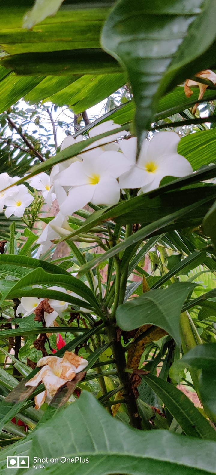 flower