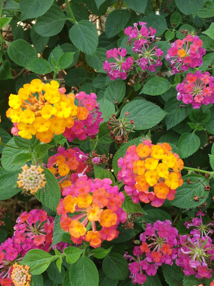 花