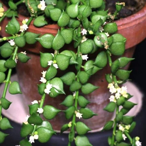 sfondi flower, ivy