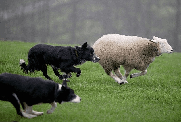 dog drop