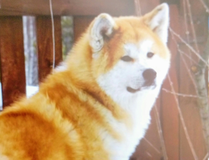 Мой пёс Рэдя