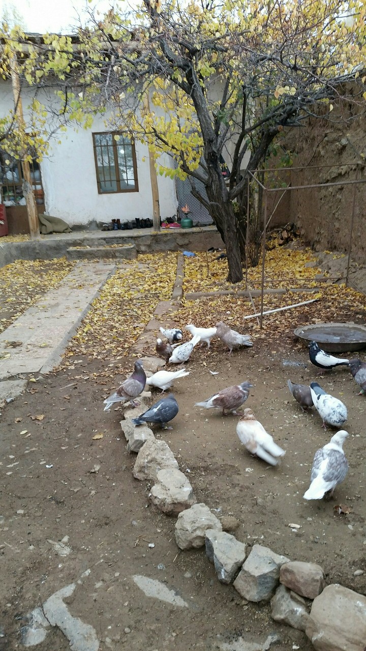 نکارمن شاهرود