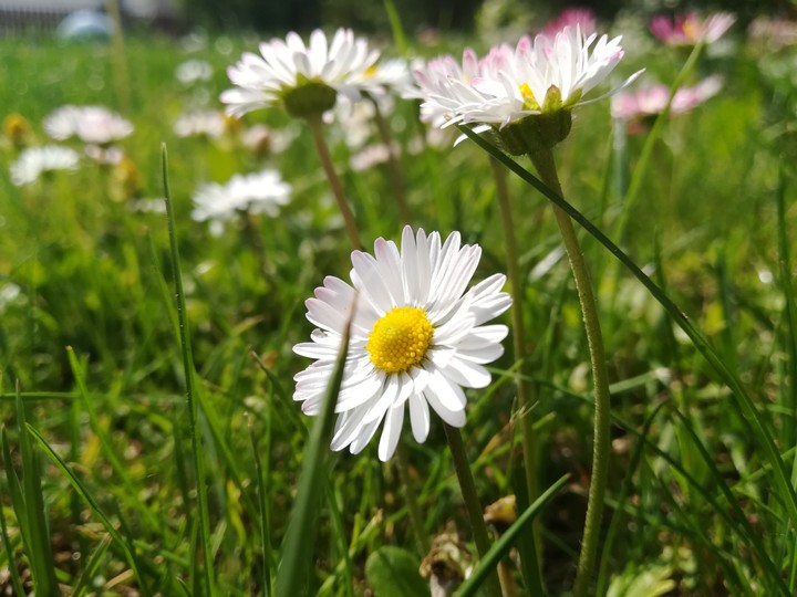 Gänseblümchen