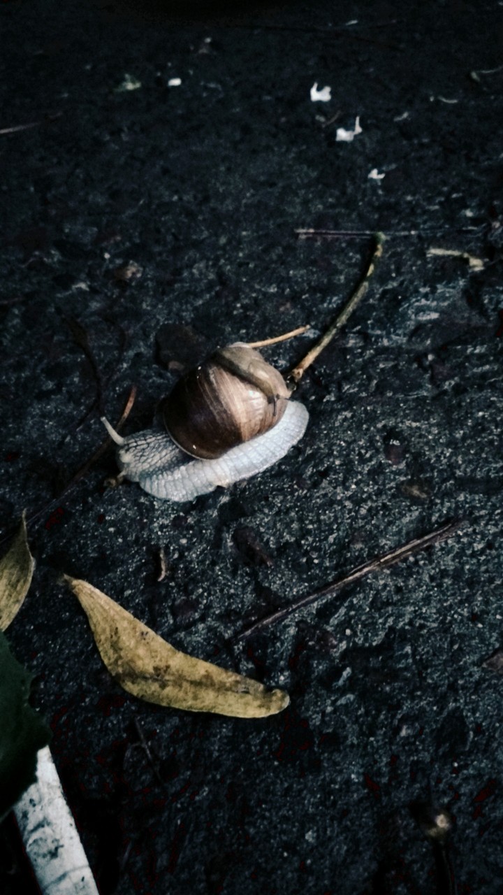 snail