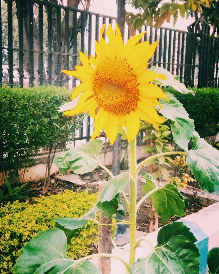 sunflower