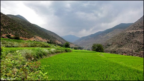 Road to Alasht village (2). [Paddy Fields]