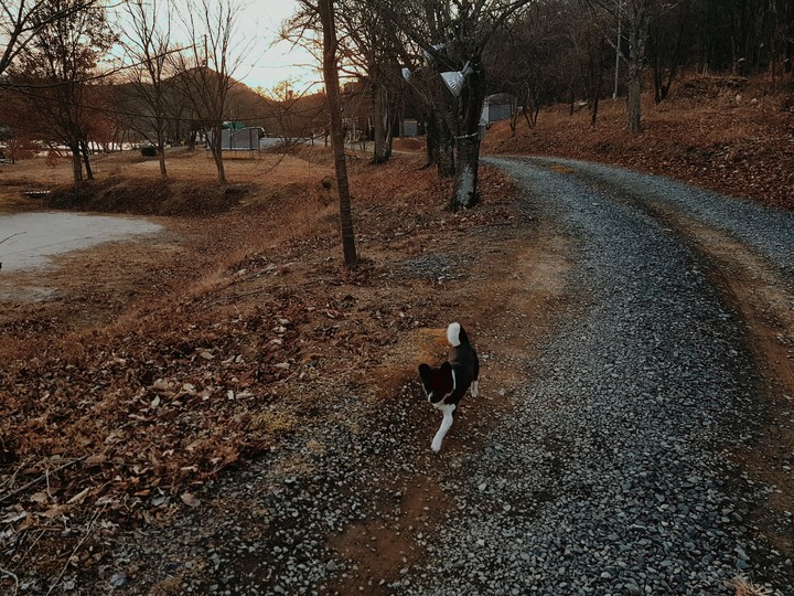 dog