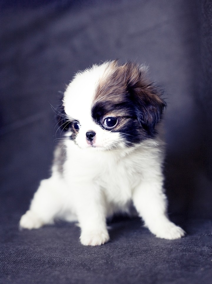 little dog