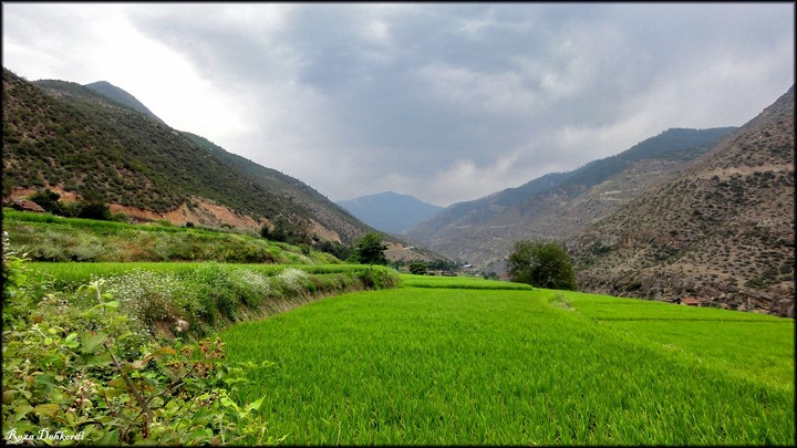 Road to Alasht village (2). [Paddy Fields]