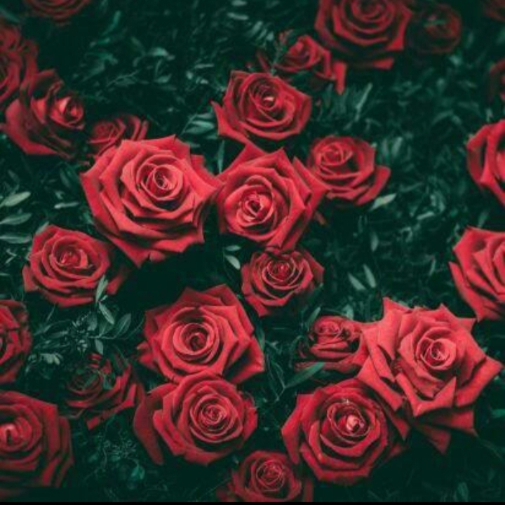 RED  ROSE