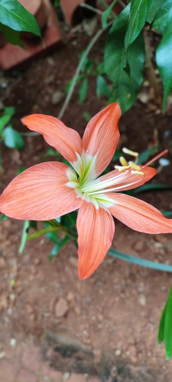 Peach flower
