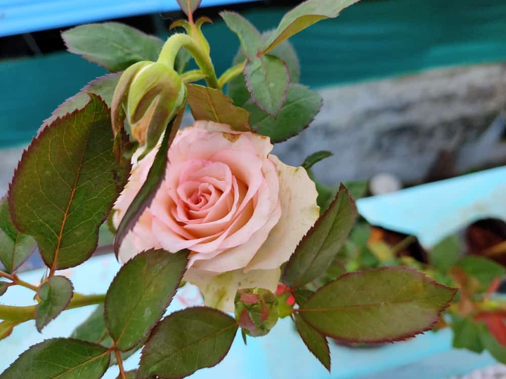 Rose