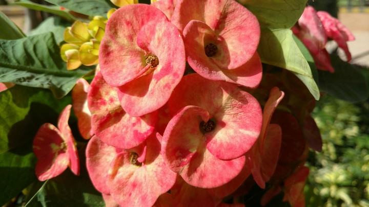 Flowers
