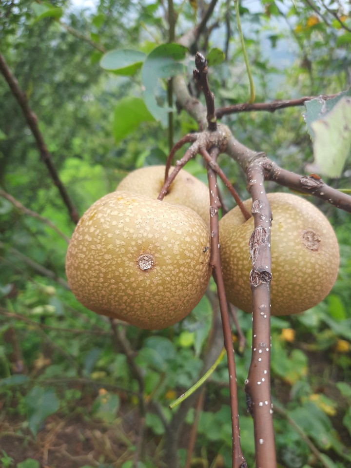 Pear.