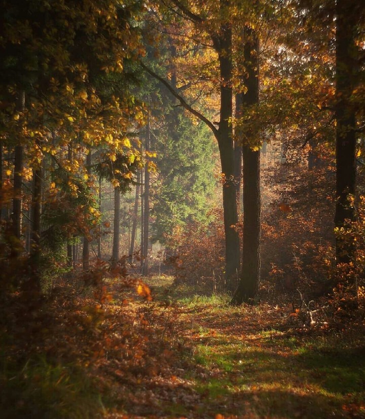 #327.Woods...