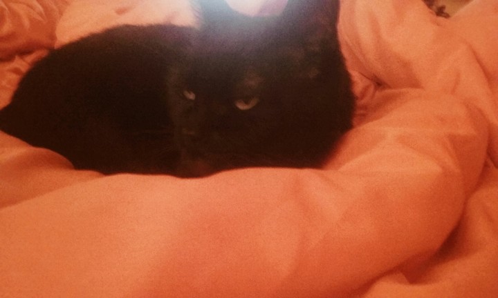 my cat Maffy